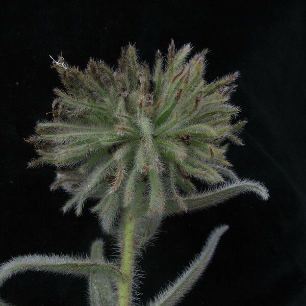 Arnebia benthamii