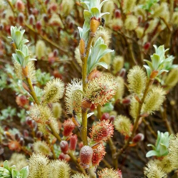 Salix hastata Cvet