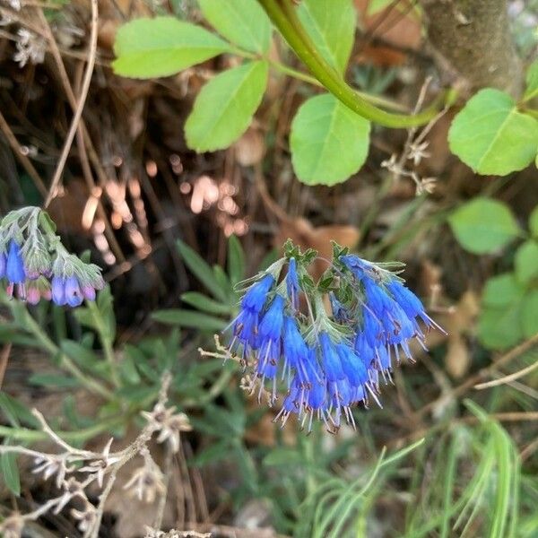 Moltkia petraea Flower