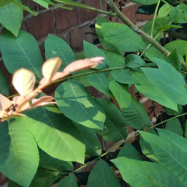 Carya illinoinensis Foglia