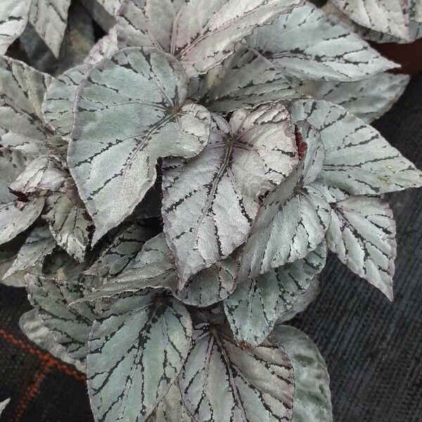 Begonia rex Hoja