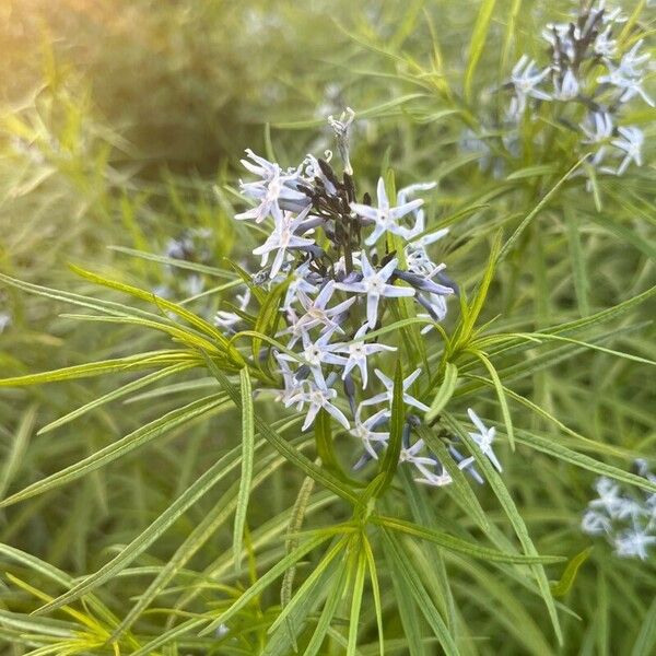 Amsonia hubrichtii 花