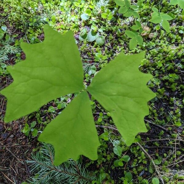 Achlys triphylla Листок