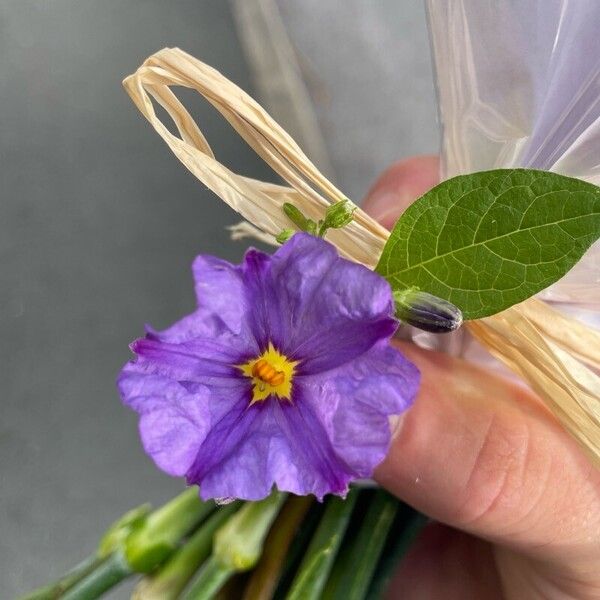 Lycianthes rantonnetii Flower