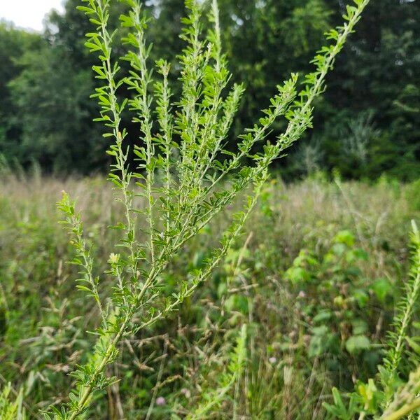 Lespedeza cuneata Liść