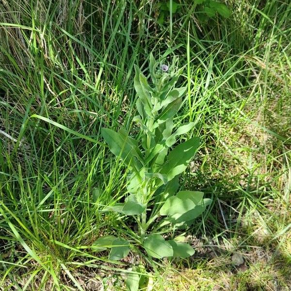 Cynoglossum creticum Habitat