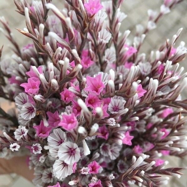 Goniolimon tataricum Flower