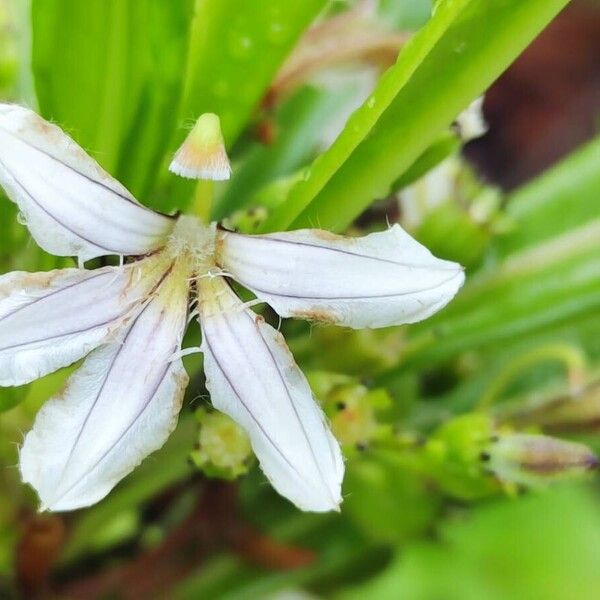 Scaevola taccada Blomma