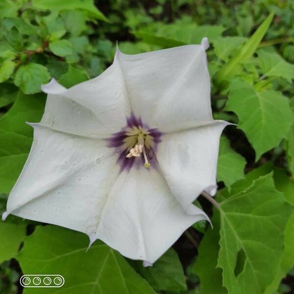 Datura discolor Bloem