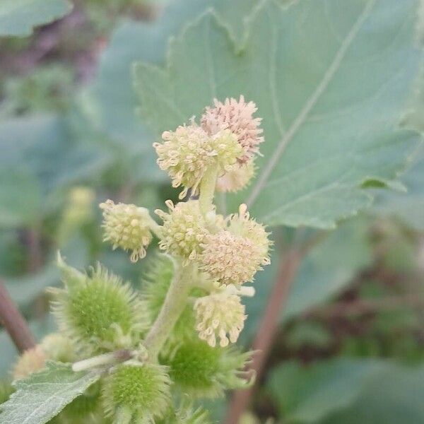 Xanthium strumarium Lorea