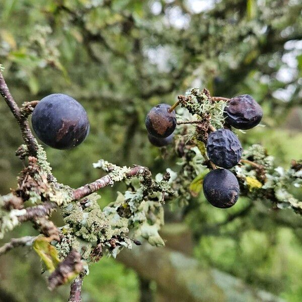 Prunus × fruticans Плод