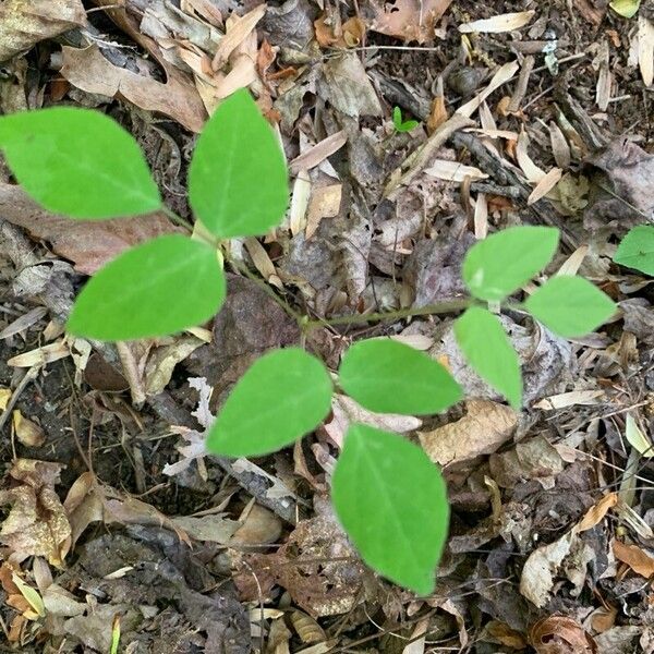 Amphicarpaea bracteata Blatt