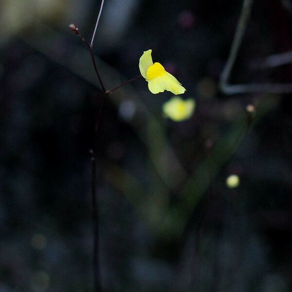 Utricularia subulata Flower