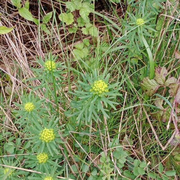 Euphorbia esula Habit