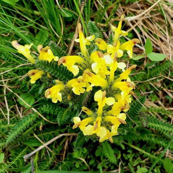 Pedicularis oederi Habit