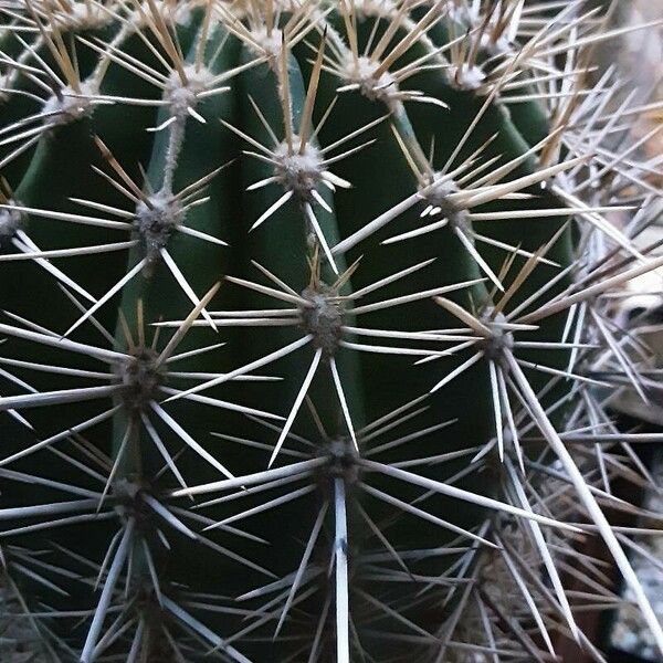 Pachycereus pringlei Blatt