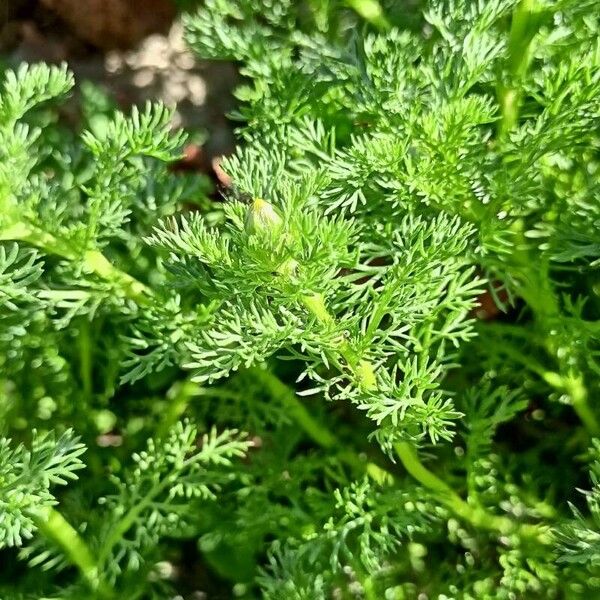 Matricaria discoidea Leaf