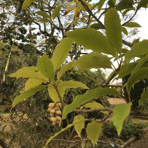 Magnolia champaca Liść