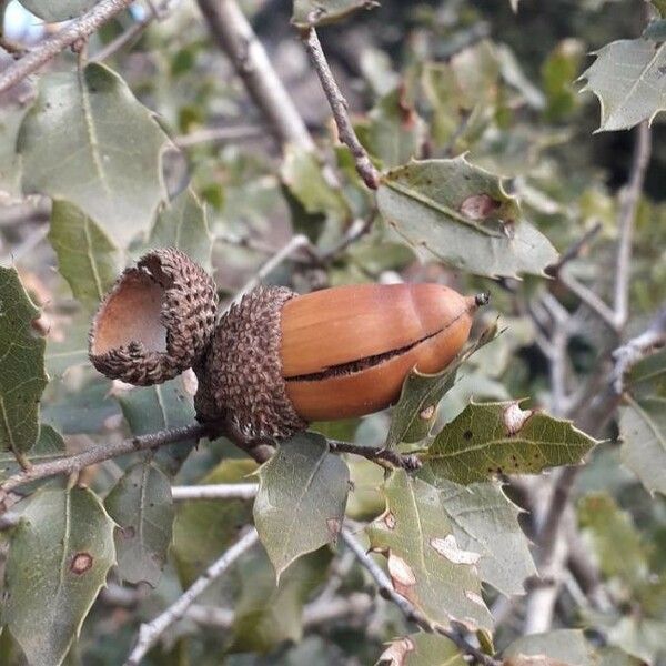 Quercus coccifera Plod