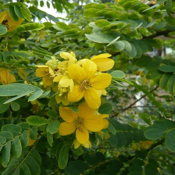 Senna surattensis Flor