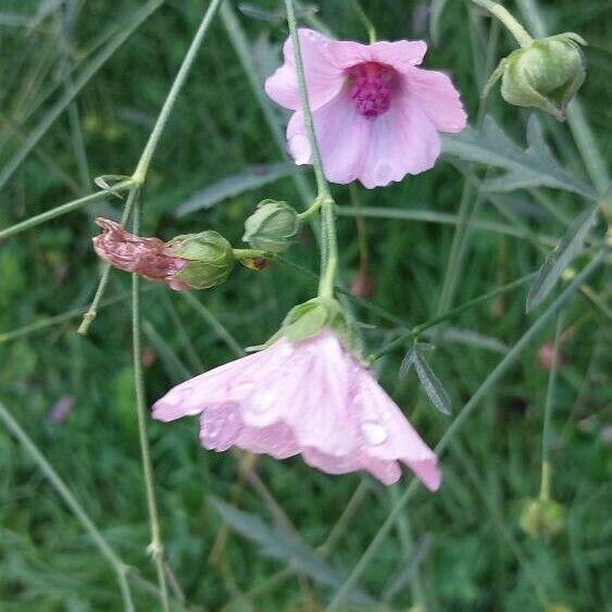 Althaea cannabina 花