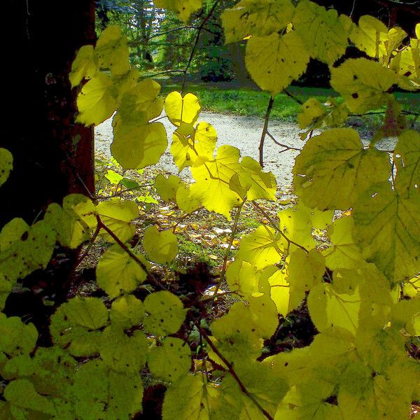 Tilia platyphyllos Συνήθη χαρακτηριστικά