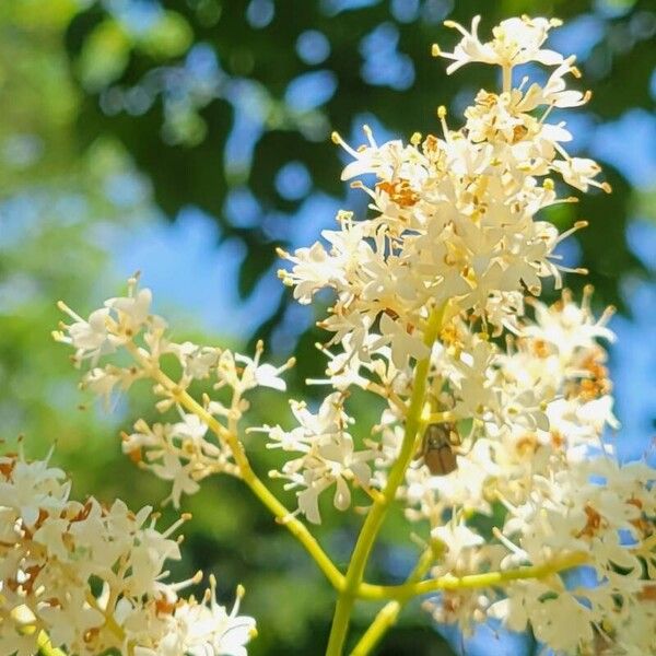 Syringa reticulata Blüte