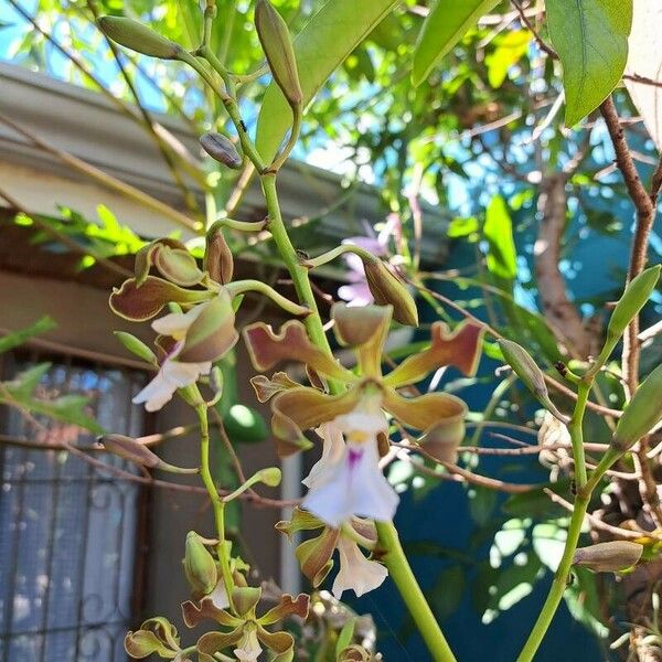 Encyclia cordigera Kwiat