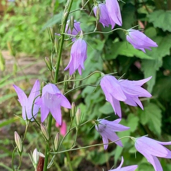 Campanula patula Квітка