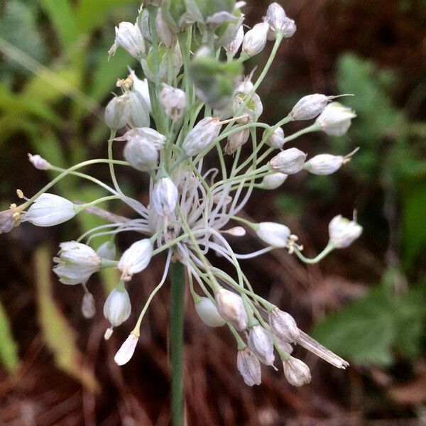 Allium oleraceum Floro