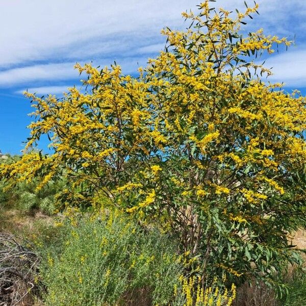 Acacia saligna Hábito