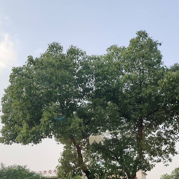 Ficus religiosa Yaprak