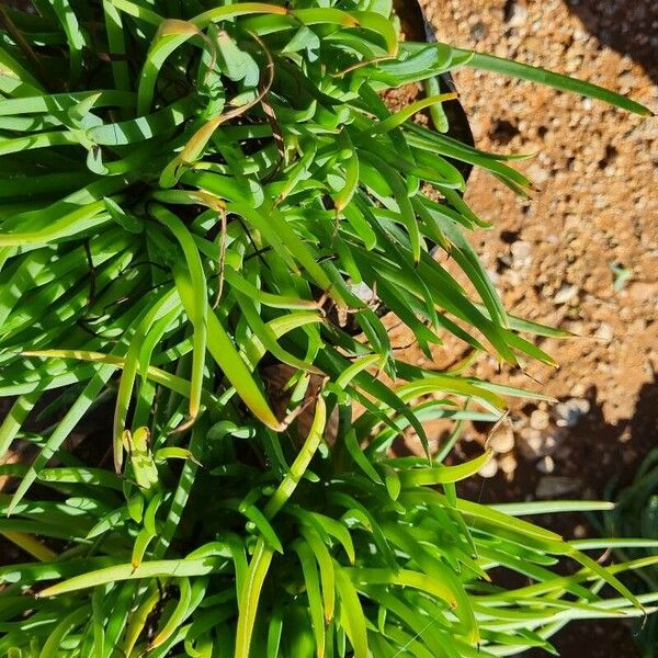 Bulbine frutescens Deilen