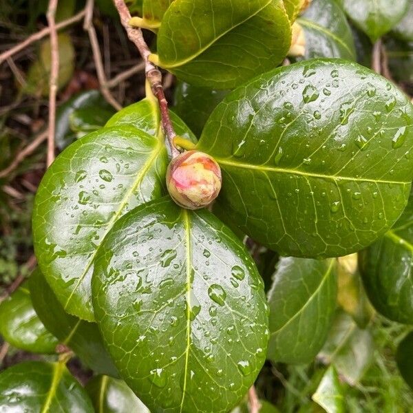 Camellia japonica Hostoa