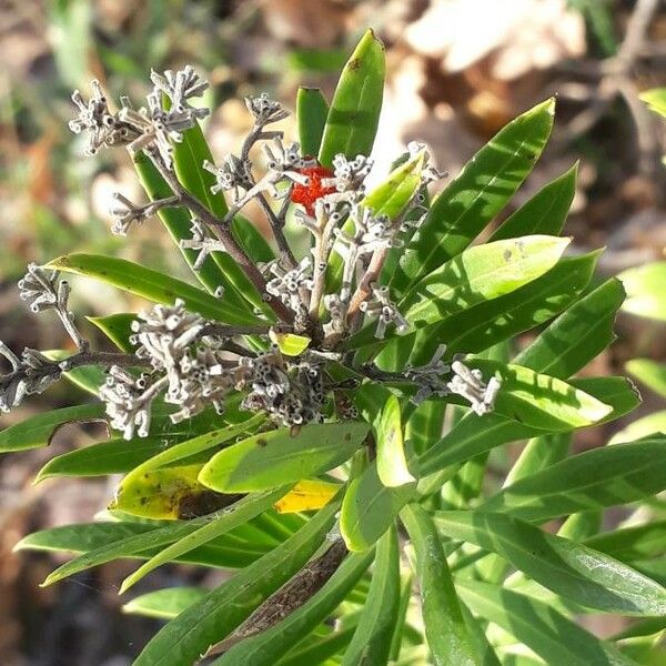 Daphne gnidium Flower