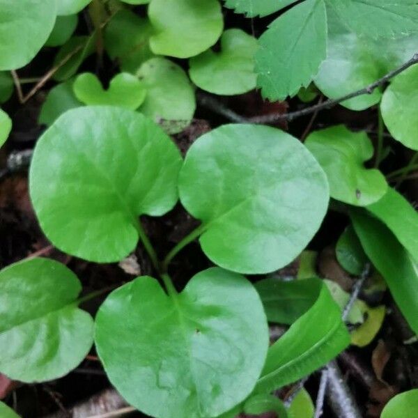 Pyrola asarifolia Foglia