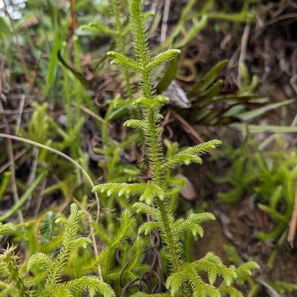 Lycopodiella cernua Foglia