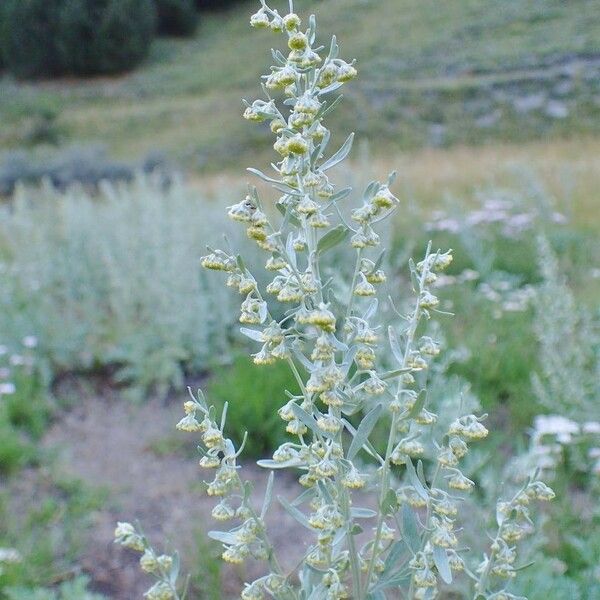 Artemisia absinthium عادت