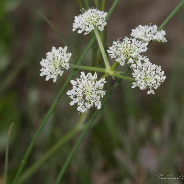 Oenanthe globulosa Цветок