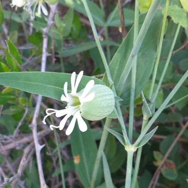 Silene vulgaris Flower