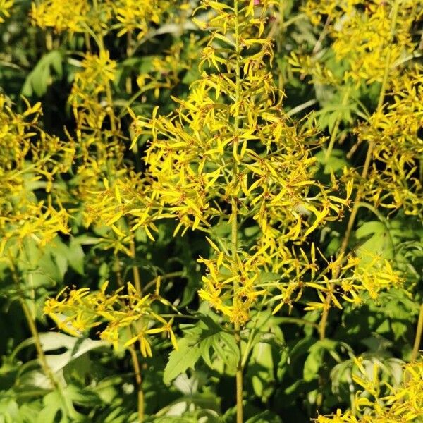 Ligularia wilsoniana Flower