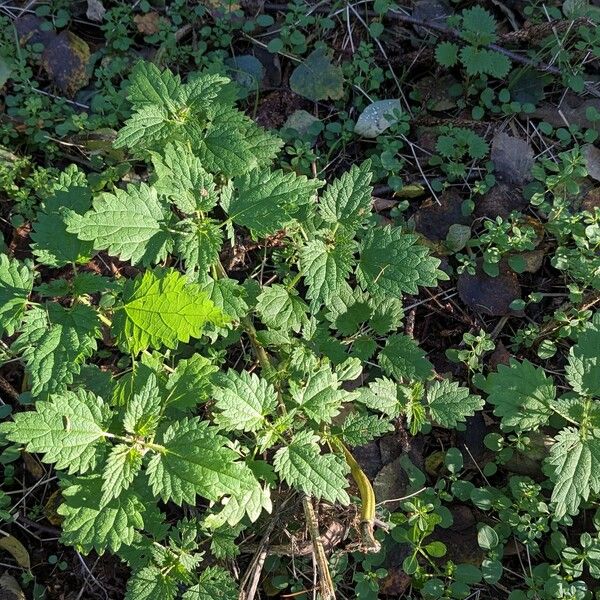 Urtica dioica Hábito