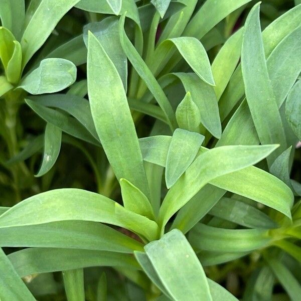 Dianthus caryophyllus 葉