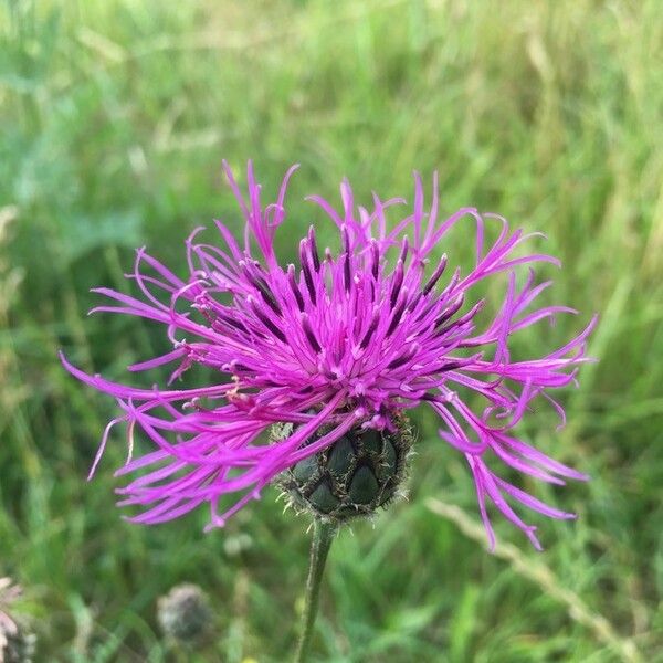 Centaurea scabiosa Цветок