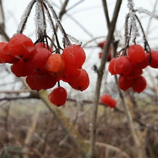 Viburnum opulus 果