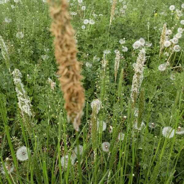 Phleum phleoides Квітка