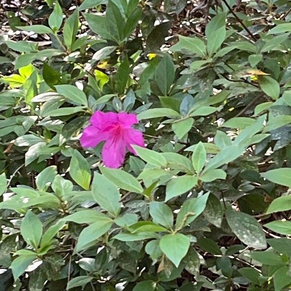 Rhododendron roseum Fleur