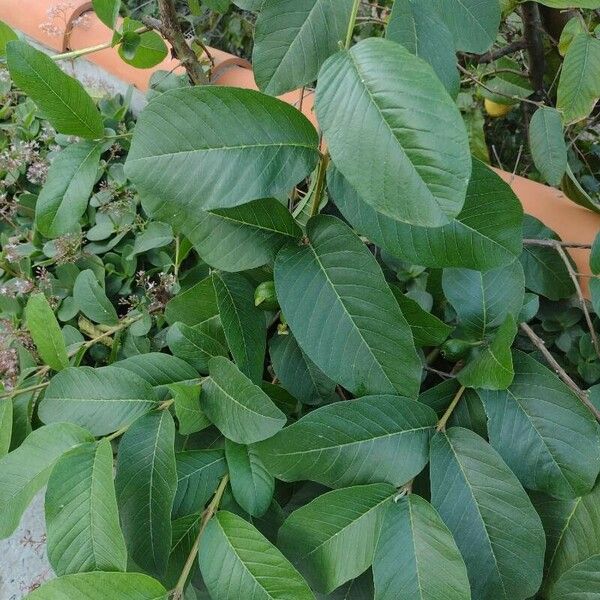 Psidium guajava List