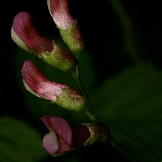 Vicia dumetorum Blomst