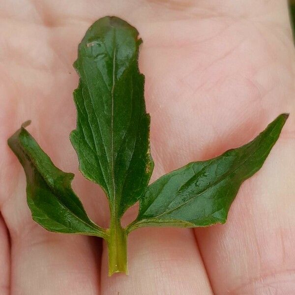 Valeriana tripteris Blatt